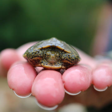 Image of a turtle in hand.