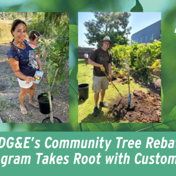 SDG&E’s Community Tree Rebate Program Takes Root with Customers