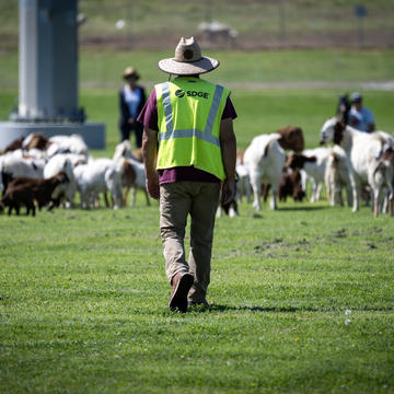 Image of an SDG&E male employee overlooking a heard of goats in a grassy field. 