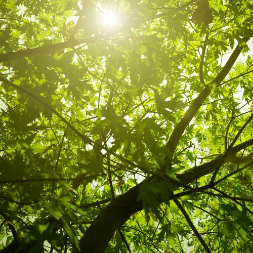 Looking up at a tree with sunlight coming through the leaves. 