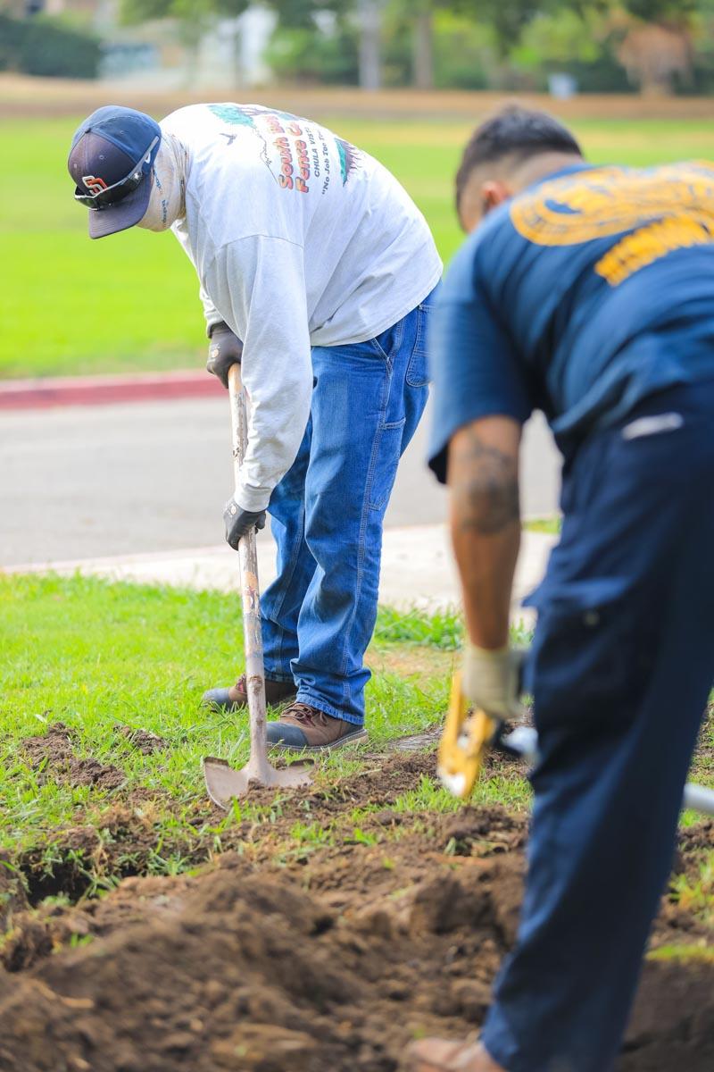 Tree planting