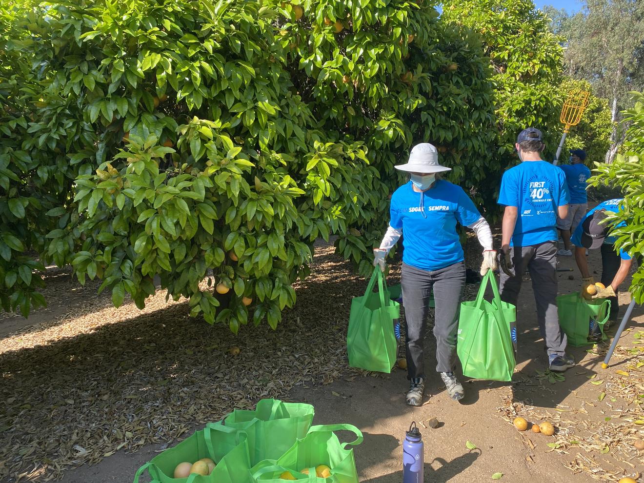 Volunteers gleaning oranges. 