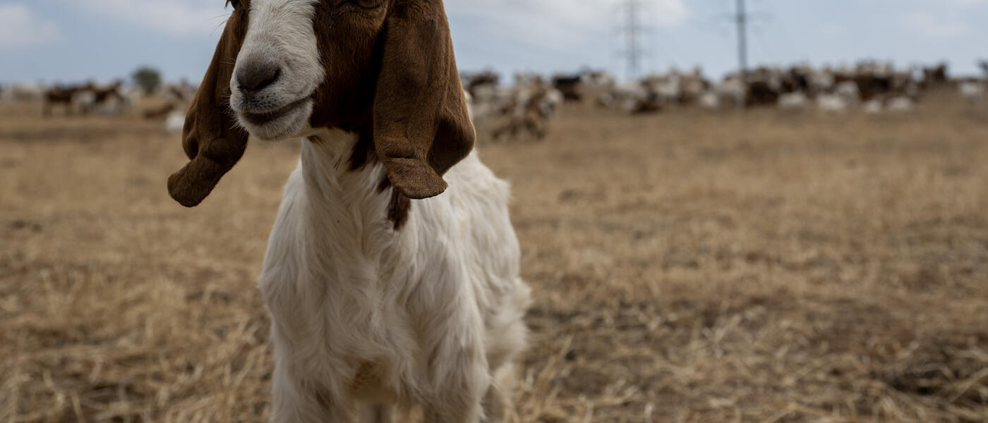 goat
