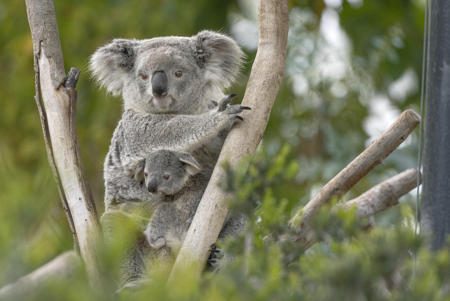 koala bear in a tree with a baby koala in her pouch