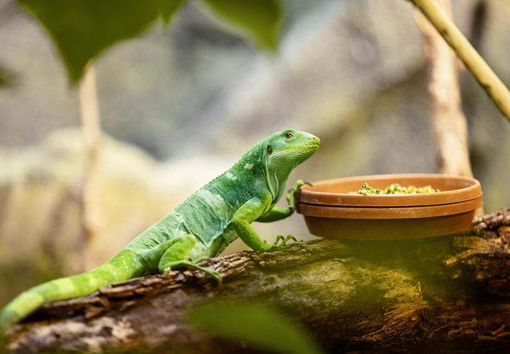 Camaleón verde sentado sobre un tronco y comiendo comida de un recipiente