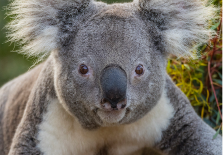 Primer plano de un oso koala mirando a la cámara