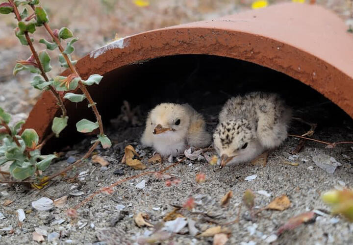 California Least Tern chicks huddle under a protective nest structure