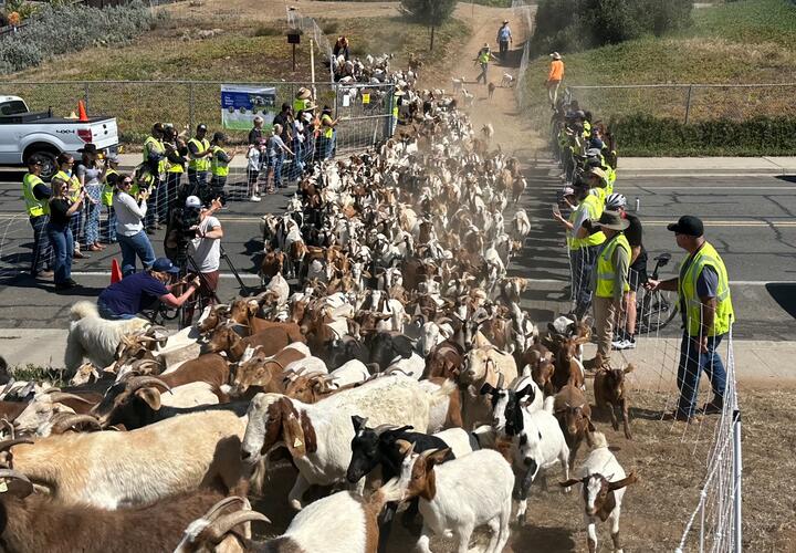 a group of goats move to a new grazing site while volunteers observe