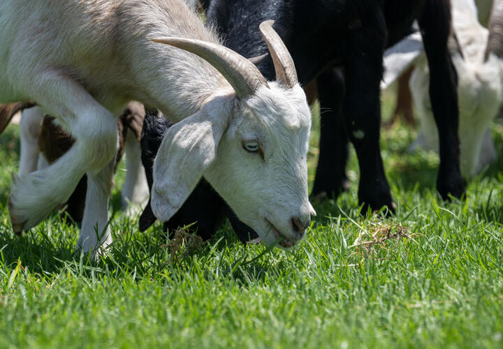Goat grazing