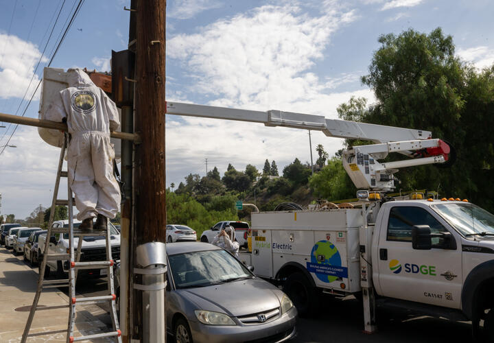 A specialist from We Save Bees removes bees from a power pole.