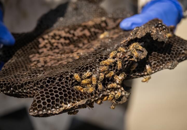 A close-up image of a gloved hand holding a honeycomb covered in bees.