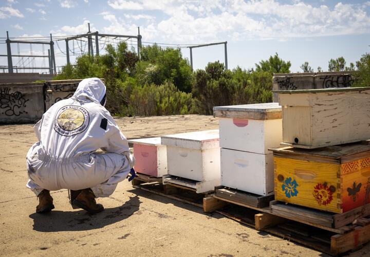 Dan the Bee Man kneels down near boxes filled with bees at a bee sanctuary, located on a remote portion of an SDG&E property.