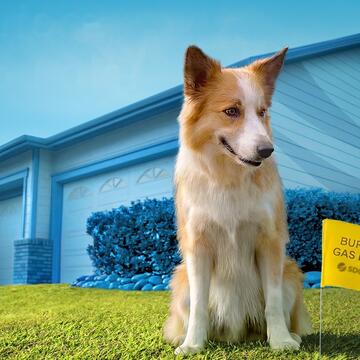 A dog, sitting on a lawn, with a house in the background and a yellow flag that reads "Buried gas lines" next to him.
