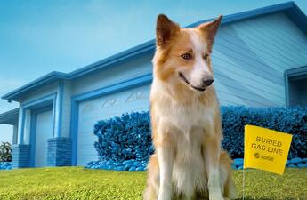 A dog, sitting on a lawn, with a house in the background and a yellow flag that reads "Buried gas lines" next to him.
