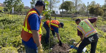 Employees planting trees