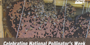 National Pollinator’s Week: Protecting Our Region’s Biodiversity