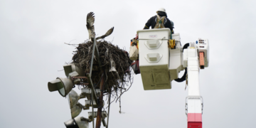 SD Humane Society and SDG&E Team Up to Rescue Tethered Osprey in Ocean Beach