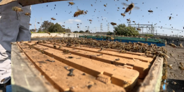 SDG&E Partnership with We Save Bees Does Just That 