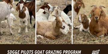 SDG&E Pilots Goat Grazing Program to Help Clear Brush and Prevent Wildfires 