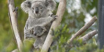 Oso koala en un árbol con un bebé koala en su bolsa