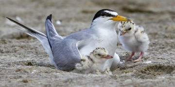 California Least Tern 