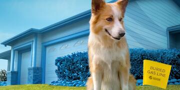 A dog, sitting on a lawn, with a house in the background and a yellow flag that reads "Buried gas lines" next to him.