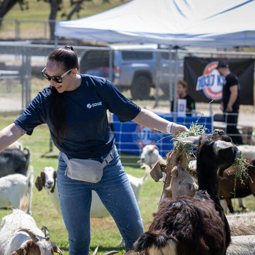 Female SDG&E Employee feeds a heard of goats